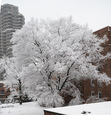 Forest Hills Snowstorm